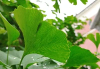 Ginkgo Leaf Ginkgo Leaf